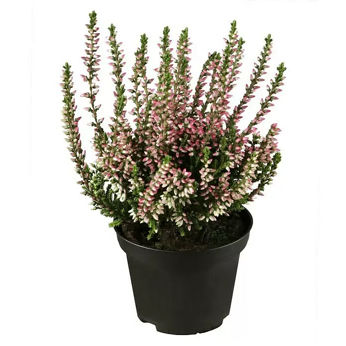 Besenheide Beauty Ladies verschiedene Farben - Calluna vulgaris, Topfgröße: 6 cm - Vorderansicht