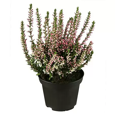 Besenheide Beauty Ladies verschiedene Farben