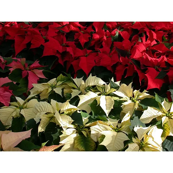 Piardino Flor de Pascua - Euphorbia pulcherrima, Tamaño de maceta: 19 cm, Color de flor: Multicolor - Primer plano de ponsetias rojas y blancas que muestran la paleta de colores festiva. Los colores de las ponsetias iluminan cualquier espacio.
