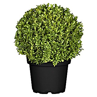 Piardino Buchsbaum (Buxus sempervirens, Topfvolumen: 15 l)