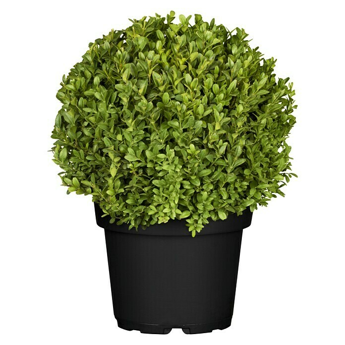 Piardino BuchsbaumBuxus sempervirens, Topfvolumen: 15 l Front View