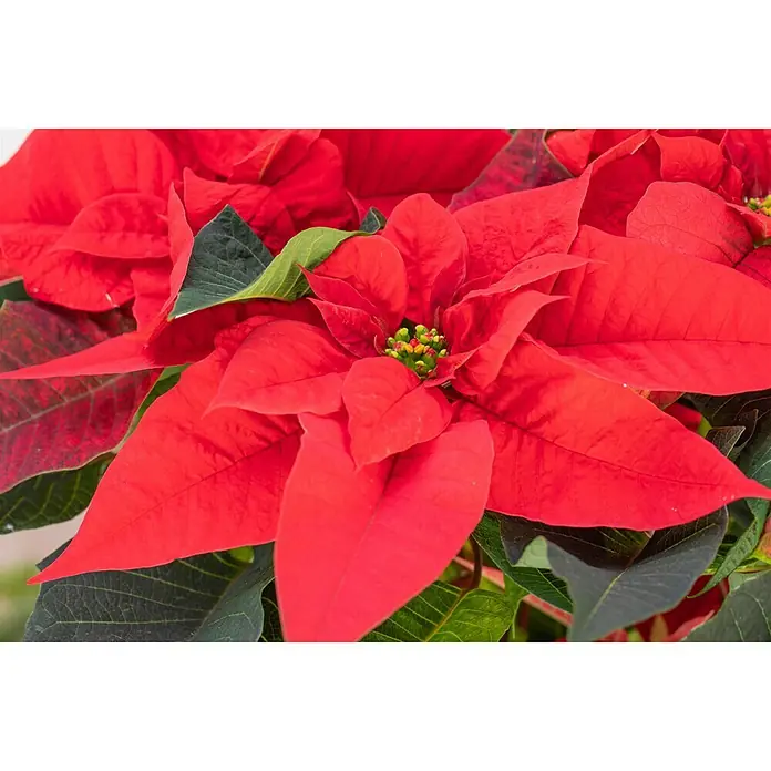 Piardino Weihnachtsstern 3-4 Brakteen - Euphorbia pulcherrima, Topfgröße: 11 cm, Rot - Nahaufnahme einer leuchtend roten Weihnachtssternblume mit grünen Blättern, die eine festliche und warme Atmosphäre erzeugt.