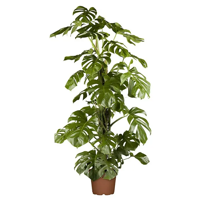 Monstera - Monstera deliciosa, Tamaño de maceta: 17 cm - Una planta de interior en maceta con muchas hojas verdes, que crece en un poste, sobre un fondo negro contrastante.