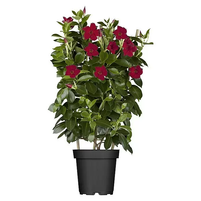Piardino DipladeniaDipladenia sanderi, Topfgröße: 17 cm, Variabel