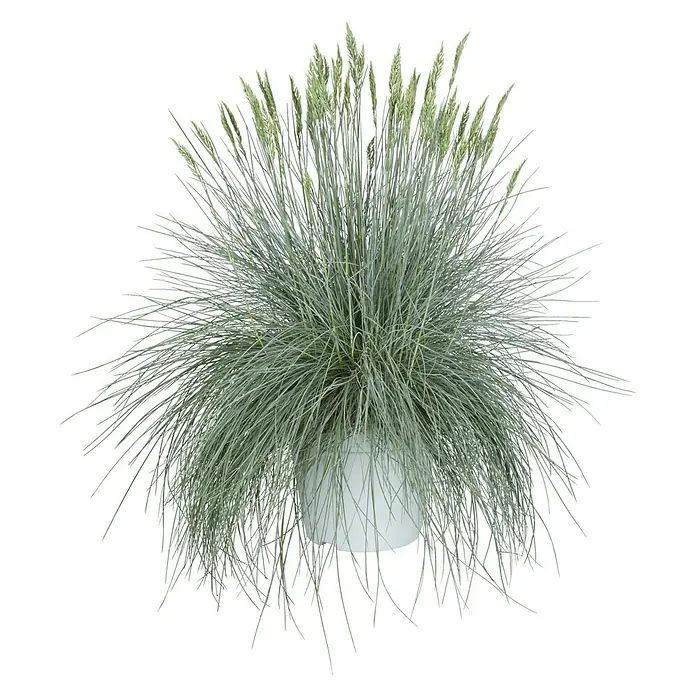 Piardino Blauschwingel - Festuca glauca 'Intense Blue', Topfgröße: 23 cm - Ein Grasbusch in einem weißen Topf. Die Gräser sind silbrig-grün und bilden eine dichte, kugelförmige Struktur. Hübsche Dekoration für Innenräume.
