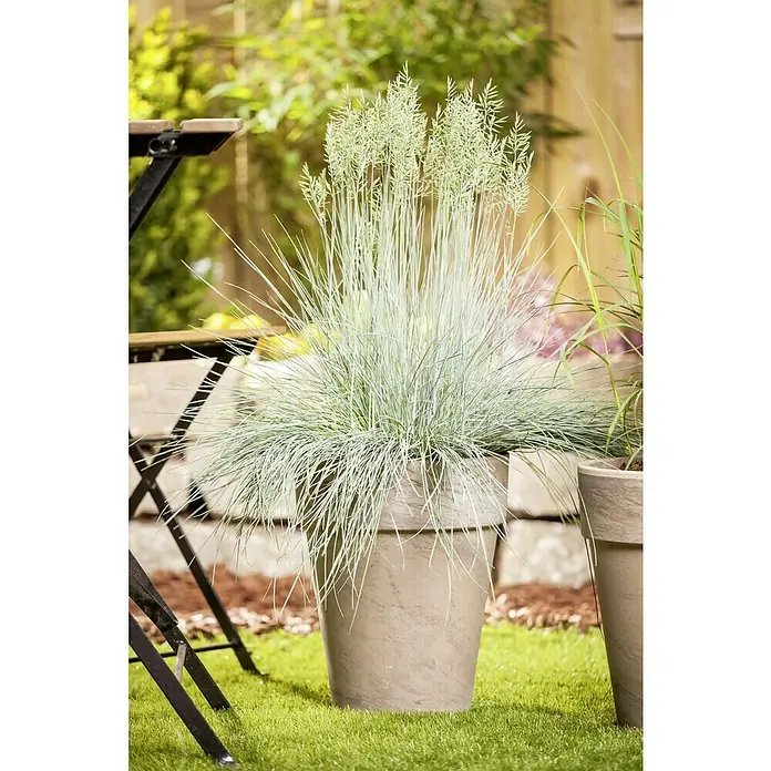 Piardino Blauschwingel - Festuca glauca 'Intense Blue', Topfgröße: 23 cm - Nahaufnahme eines Topfes mit Ziergras, der eine beruhigende gräuliche Farbe aufweist und sich harmonisch in die Gartengestaltung einfügt.