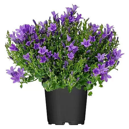 Piardino  Glockenblume Ambella Purple