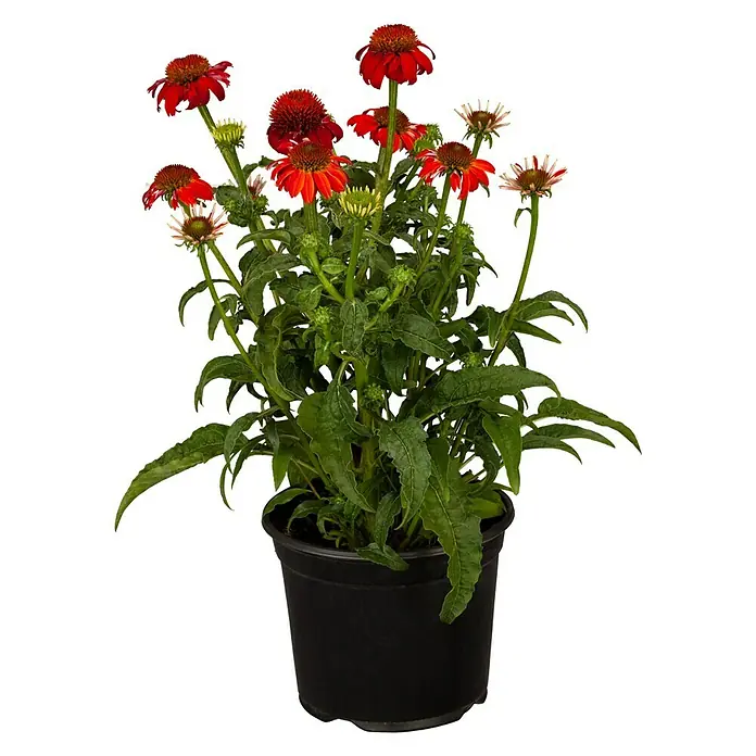 Piardino Sonnenhut - Echinacea purpurea, Topfgröße: 19 cm, verschiedene Farben - Eine Topfpflanze mit auffälligen roten Echinacea-Blüten und grünen Blättern, die eine lebendige und natürliche Note verleiht.