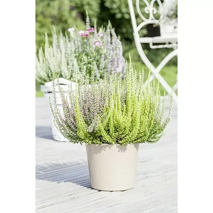 Besenheide Beauty Ladies 3 Farben - Calluna vulgaris, Topfgröße: 6 cm, Weiß/Rosa/Pink - Stimmungsaufnahme
