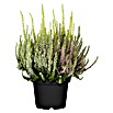 Besenheide (Topfgröße: 11 cm, 3-farbig)