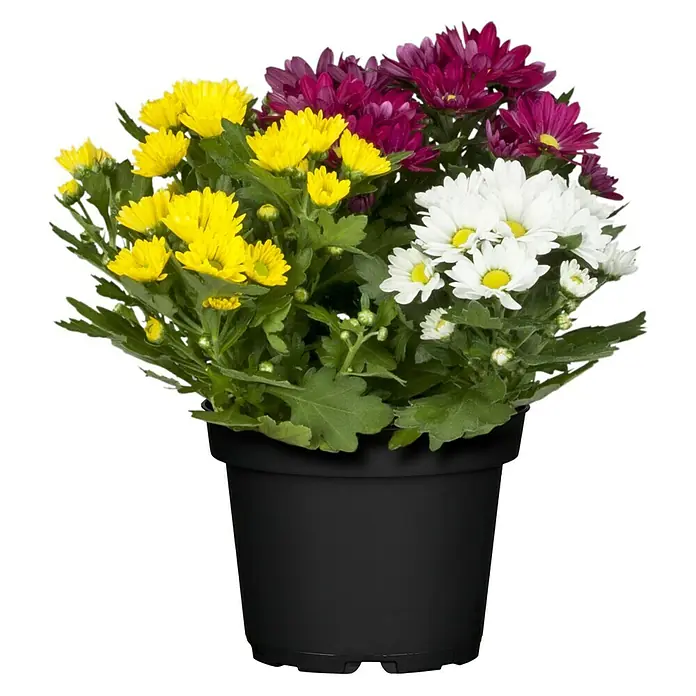 Piardino Herbst-Chrysantheme - Dendranthema multiflora Trio, Mehrfarbig - Chrysanthemen-Arrangement in einem Topf. Farbenfrohe Blüten in Gelb, Weiß und Lila. Ein dekoratives Element für Haus und Garten.