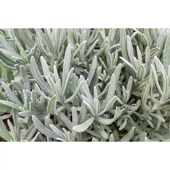 Piardino Currykraut Bio - Helichrysum italicum - Stimmungsaufnahme