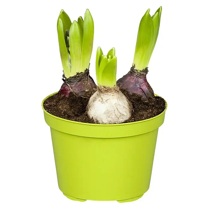 Piardino Frühlingsblumenzwiebeln Hyazinthe - Hyacinthus orientalis Jan Bos - Nahaufnahme einer hellgrünen Topfpflanze mit drei Zwiebeln, die grüne Triebe bilden, vor einem schwarzen Hintergrund.