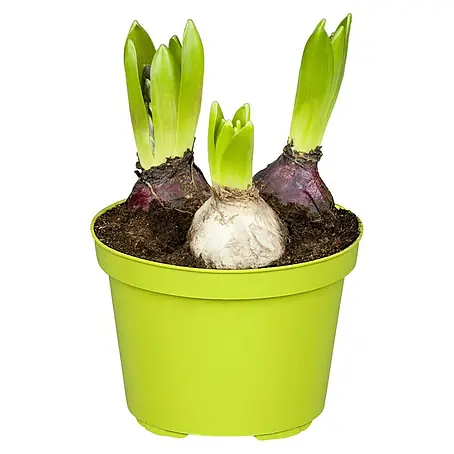Piardino  Frühlingsblumenzwiebeln Hyazinthe