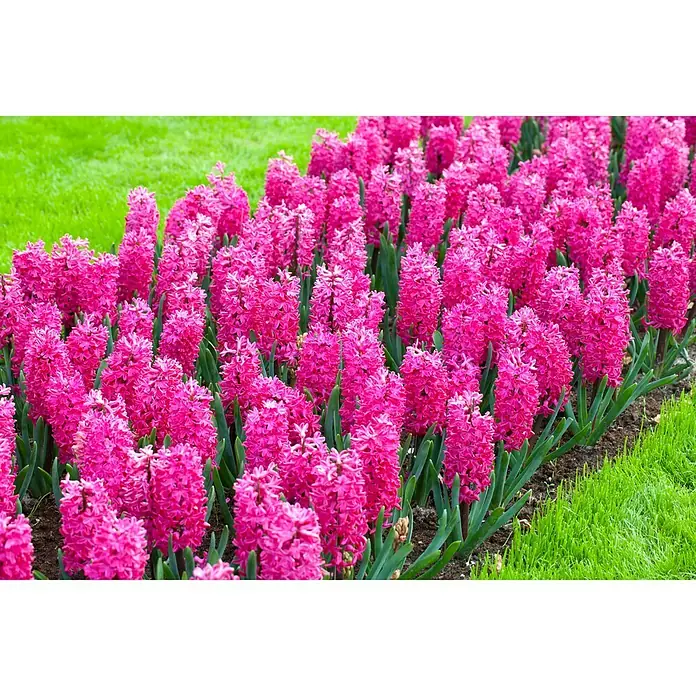 Piardino Frühlingsblumenzwiebeln Hyazinthe - Hyacinthus orientalis Jan Bos - Aufnahme von blühenden rosa Hyazinthen, die in einem Beet angeordnet sind, mit grünen Rasenflächen im Hintergrund, die die Schönheit der Blumen hervorheben.
