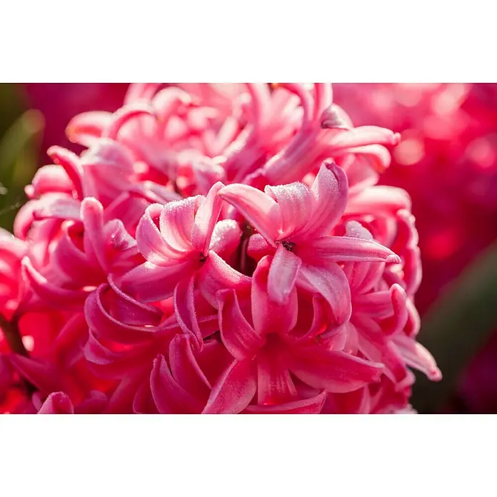Piardino Frühlingsblumenzwiebeln Hyazinthe - Hyacinthus orientalis Jan Bos - Nahaufnahme einer lebendigen, rosafarbenen Hyazinthe mit zarten Blütenblättern, die im sanften Licht leuchten und ihre natürliche Schönheit hervorheben.
