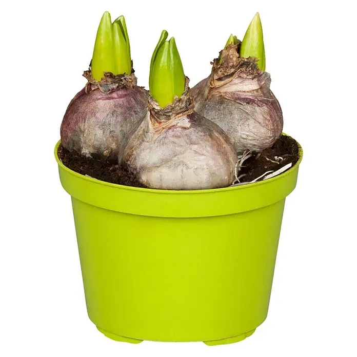 Piardino Frühlingsblumenzwiebeln Hyazinthe 'Pink Pearl' - Hyacinthus orientalis, Pink - Hyazinthenzwiebeln in einem leuchtend grünen Topf, bereit zum Aufblühen und Verströmen ihres Duftes.