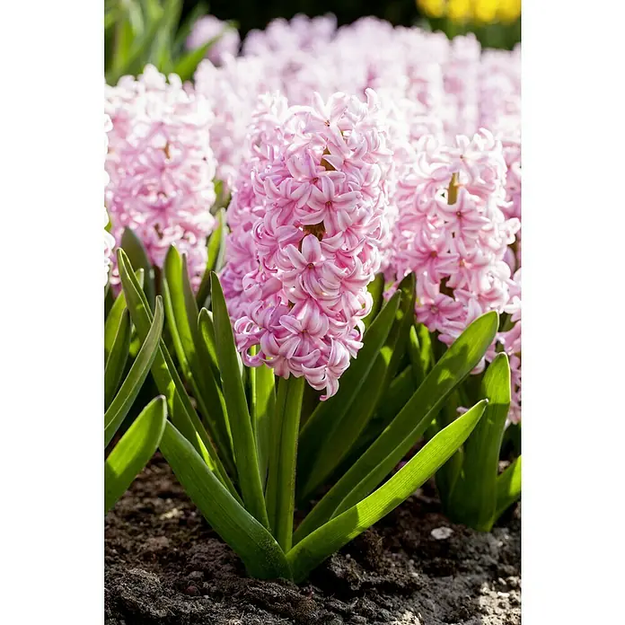 Piardino Frühlingsblumenzwiebeln Hyazinthe 'Pink Pearl' - Hyacinthus orientalis, Pink - Nahaufnahme eines rosa Hyazinthenbeets im Garten, die Blüten stehen im Mittelpunkt. Grüne Blätter und dunkle Erde ergänzen die Szene.