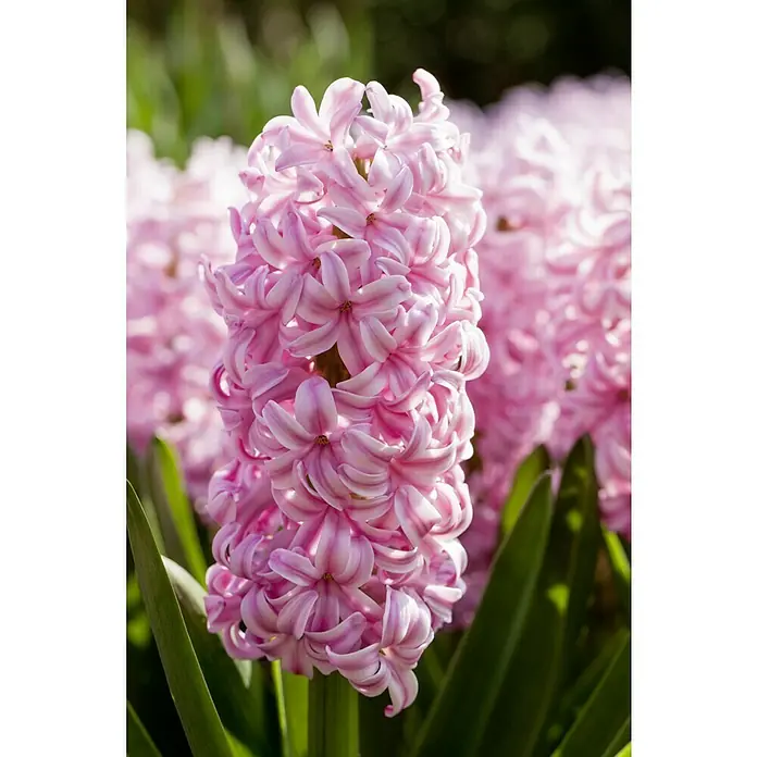 Piardino Frühlingsblumenzwiebeln Hyazinthe 'Pink Pearl' - Hyacinthus orientalis, Pink - Nahaufnahme einer Hyazinthe mit ihren zarten rosa Blüten, die in voller Blüte stehen und einen bezaubernden Frühlingsanblick bieten.