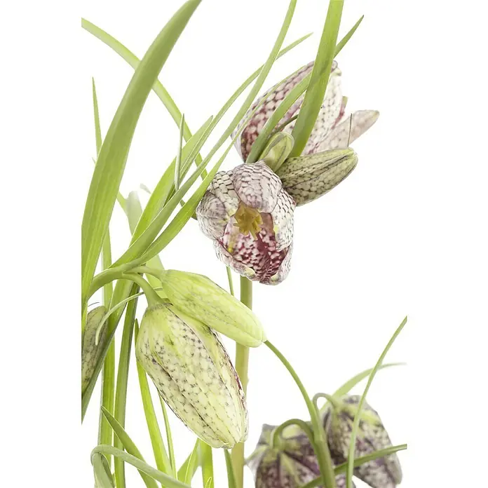 Piardino Frühlingsblumenzwiebeln SchachblumeFritillaria meleagris - Nahaufnahme von Schachbrettblumen mit ihren charakteristischen, schachbrettartigen Blüten und grünen Stängeln vor hellem Hintergrund.