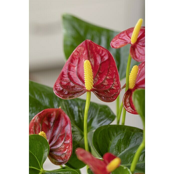 Piardino Flamingoblume Mini (Anthurium x Andreanum, Topfgröße: 7 cm, Rot)