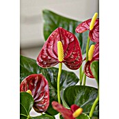 Piardino Flamingoblume Mini (Anthurium x Andreanum, Topfgröße: 7 cm, Rot)