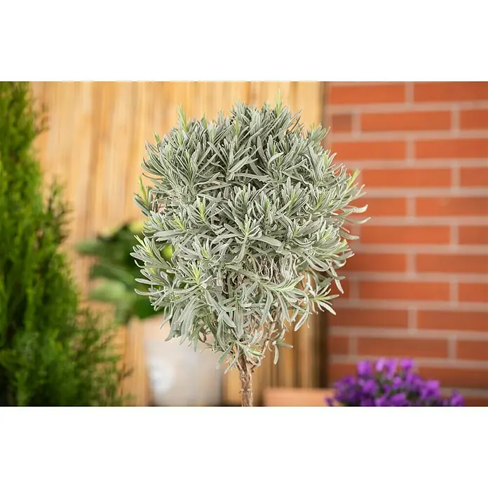 Piardino Lavendel - Lavandula angustifolia, Topfgröße: 18 cm, Hellviolett - Nahaufnahme eines dekorativen Lavendel-Topfbaums mit kugelförmigem Blätterdach, der eine elegante Note für jeden Raum bietet.