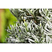 Lavendel (Hellviolett)