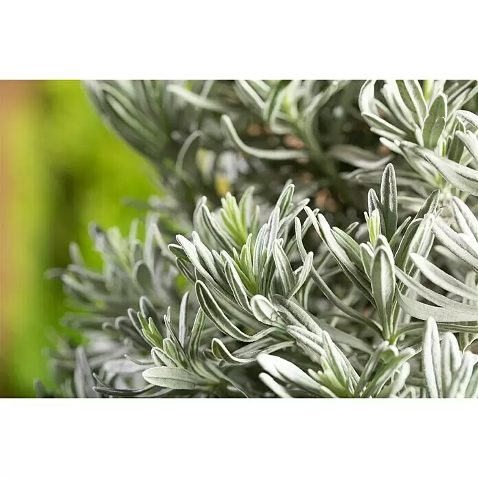 Piardino Lavendel - Lavandula angustifolia, Topfgröße: 18 cm, Hellviolett - Stimmungsaufnahme
