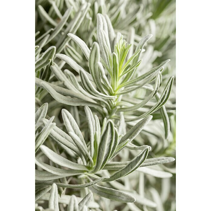 Lavendel (Hellviolett)