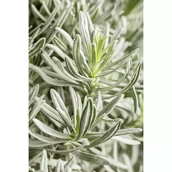 Piardino Lavendel - Lavandula angustifolia, Topfgröße: 18 cm, Hellviolett - Stimmungsaufnahme