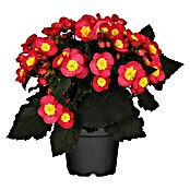 Piardino Begonie (Begonia elatior Valentino Pink, Topfgröße: 14 cm, 2-farbig)