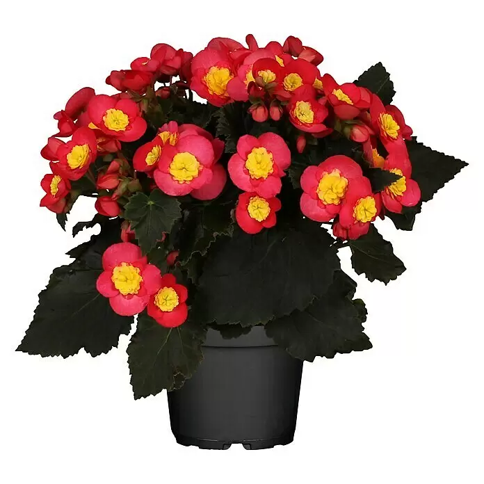 Piardino BegonieBegonia elatior Valentino Pink, Topfgröße: 14 cm, Zweifarbig