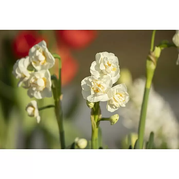 Piardino Frühlingsblumenzwiebeln Narzisse 'Bridal Crown' - Narcissus poeticus 'Bridal Crown' - Stimmungsaufnahme