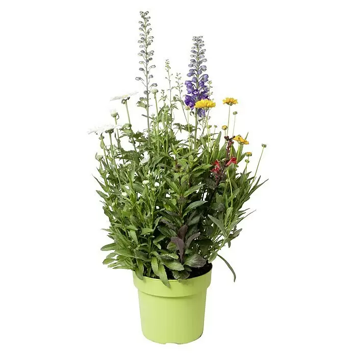 Piardino StaudeStauden in Arten & Sorten, Topfgröße: 23 cm