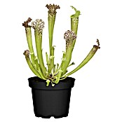 Piardino Schlauchpflanze (Topfgröße: 12 cm)