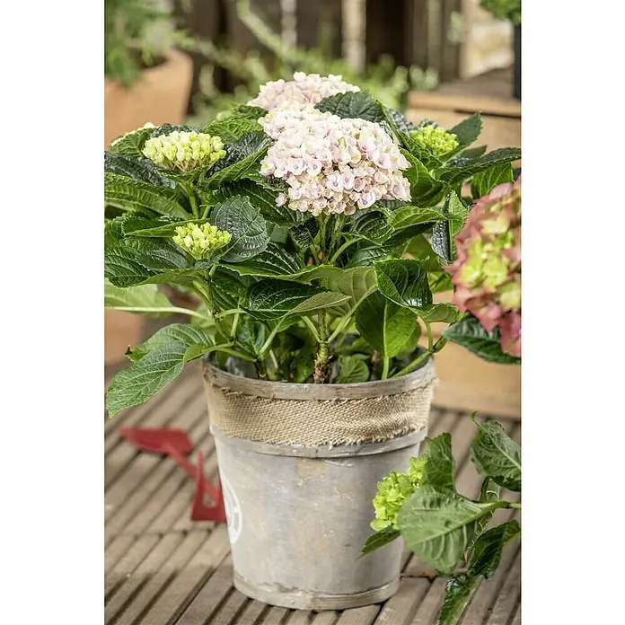Piardino Bauernhortensie - Hydrangea macrophylla, Topfgröße: 14 cm, Sortenabhängig - Nahaufnahme einer rosa Hortensie im Topf mit grünen Blättern und zarten Blüten, die eine ruhige und natürliche Atmosphäre vermitteln.