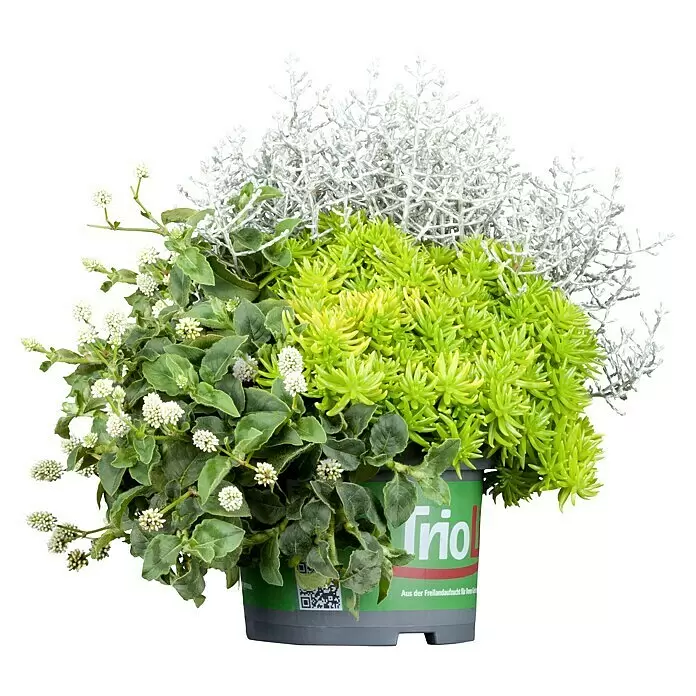 Stauden-Mix Trio3 Stk., Verschiedene Arten, Topfgröße: 13 cm