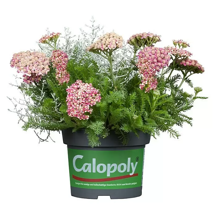 Piardino Silberkörbchen - Calocephalus brownii, Topfgröße: 13 cm, Silberblau - Vorderansicht