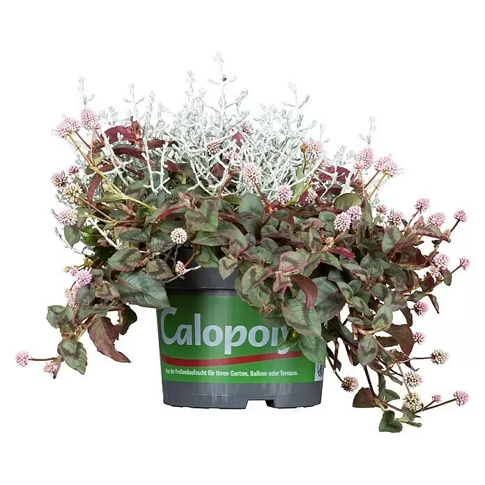 Piardino Silberkörbchen - Calocephalus brownii, Topfgröße: 13 cm, Silberblau - Vorderansicht