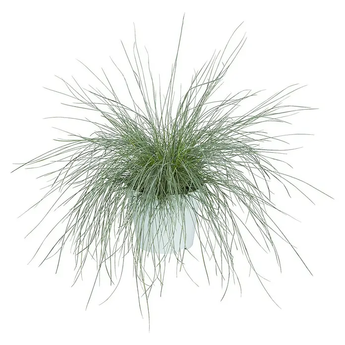 Piardino Blauschwingel - Festuca glauca 'Intense Blue' - Dekorative Pflanze in einem weißen Topf, ideal zur Verschönerung von Wohnräumen oder Büros. Die Pflanze hat interessante, verzweigte Äste.