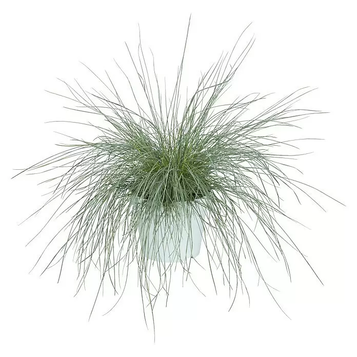Piardino BlauschwingelFestuca glauca 'Intense Blue'