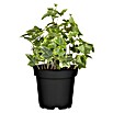 Efeu (Hedera helix 'Goldchild', Topfgröße: 5 l) | BAUHAUS
