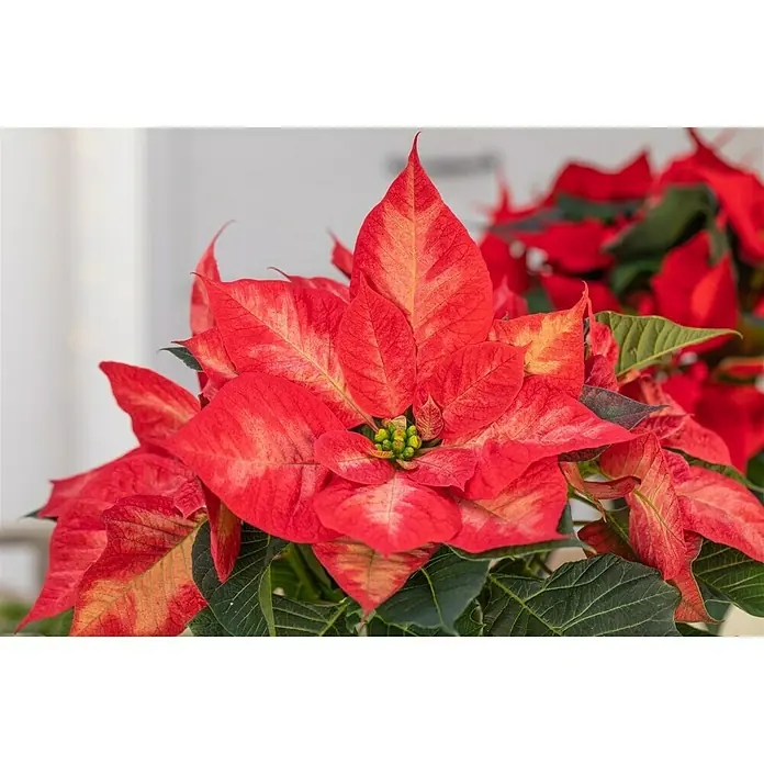 Piardino Weihnachtsstern - Euphorbia pulcherrima 'Christmas Beauty Princess', Rosa/Weiß, Topfgröße: 13 cm - Nahaufnahme eines roten Weihnachtssterns mit grünen Blättern und gelben Akzenten, ideal als festliche Dekoration.