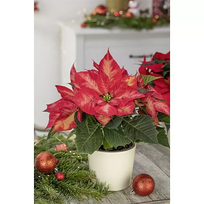 Piardino Weihnachtsstern - Euphorbia pulcherrima 'Christmas Beauty Princess', Rosa/Weiß, Topfgröße: 13 cm - Stimmungsaufnahme