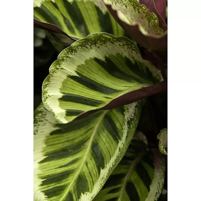 Piardino Korbmarante - Calathea musaica in Sorten, Topfgröße: 12 cm - Stimmungsaufnahme