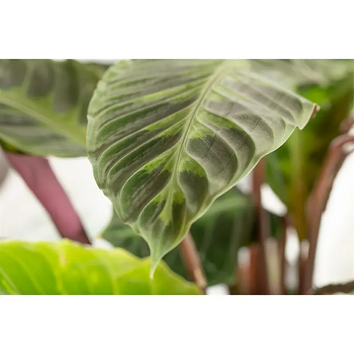 Piardino Korbmarante in Sorten - Calathea Hybride, Topfgröße: 21 cm - Nahaufnahme eines Blattes einer Calathea-Pflanze mit grünen und dunklen Streifen.