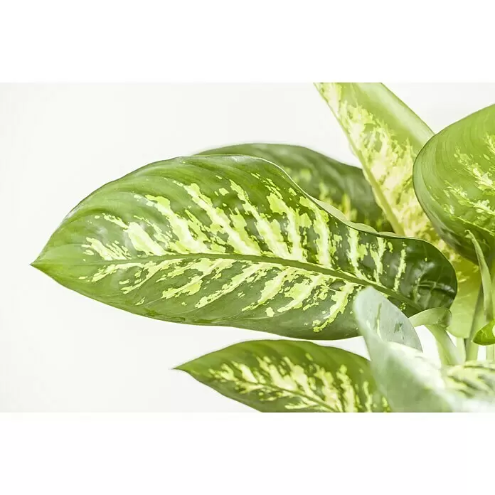 Piardino Dieffenbachie - Dieffenbachia maculata, Topfgröße: 6 cm, Bunt - Stimmungsaufnahme