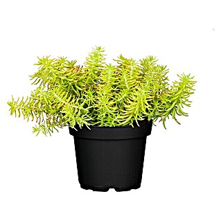 Piardino Mauerpfeffer (Sedum 'Yellow Cushion', Topfgröße: 13 cm)