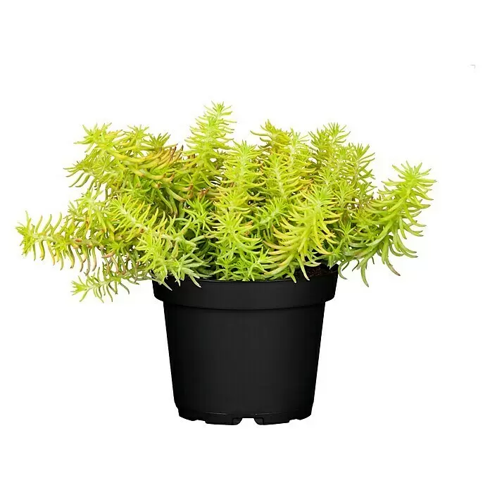 Piardino Mauerpfeffer - Sedum 'Yellow Cushion', Topfgröße: 13 cm - Vorderansicht